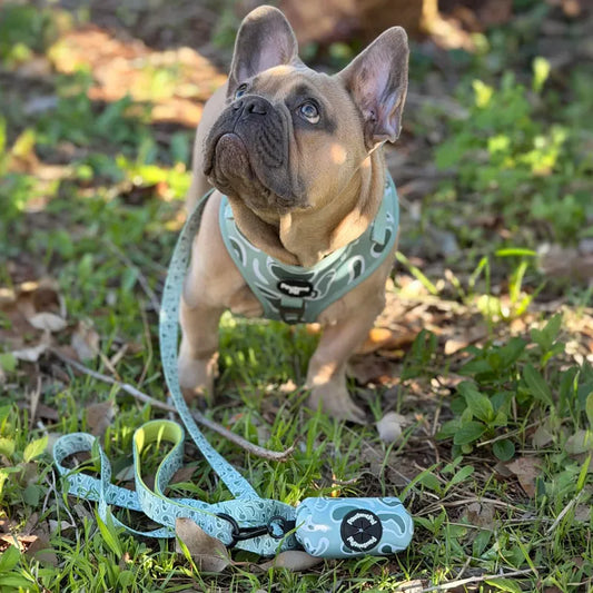 Sage Wave Dog Harness