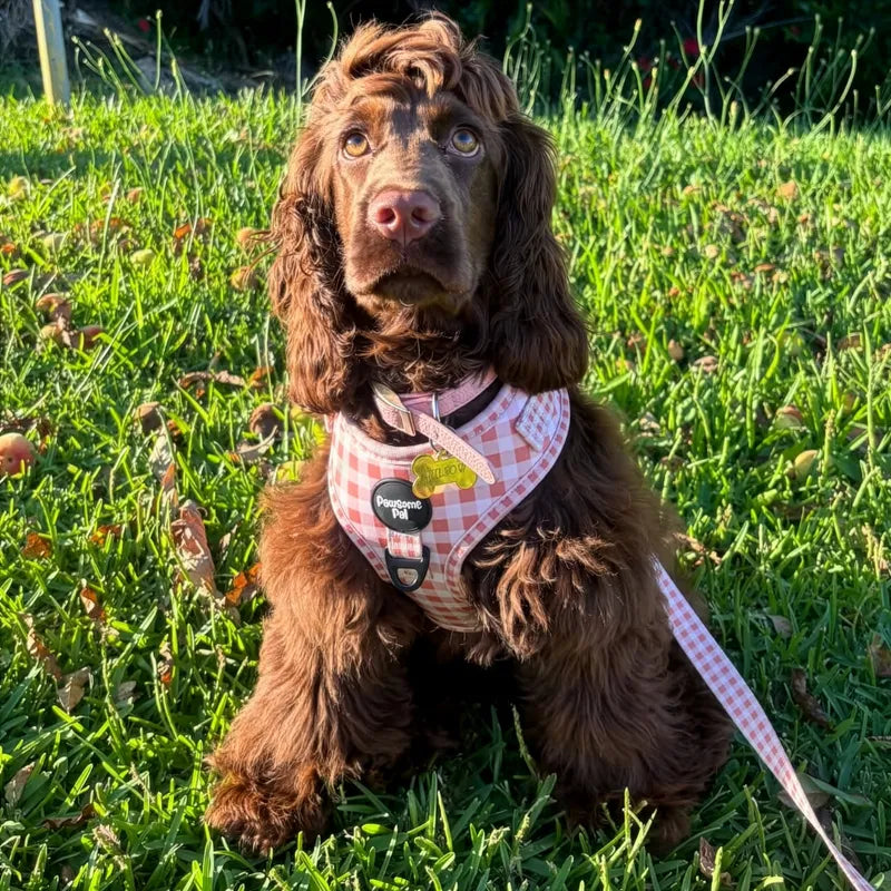 Peach Gingham Dog Harness