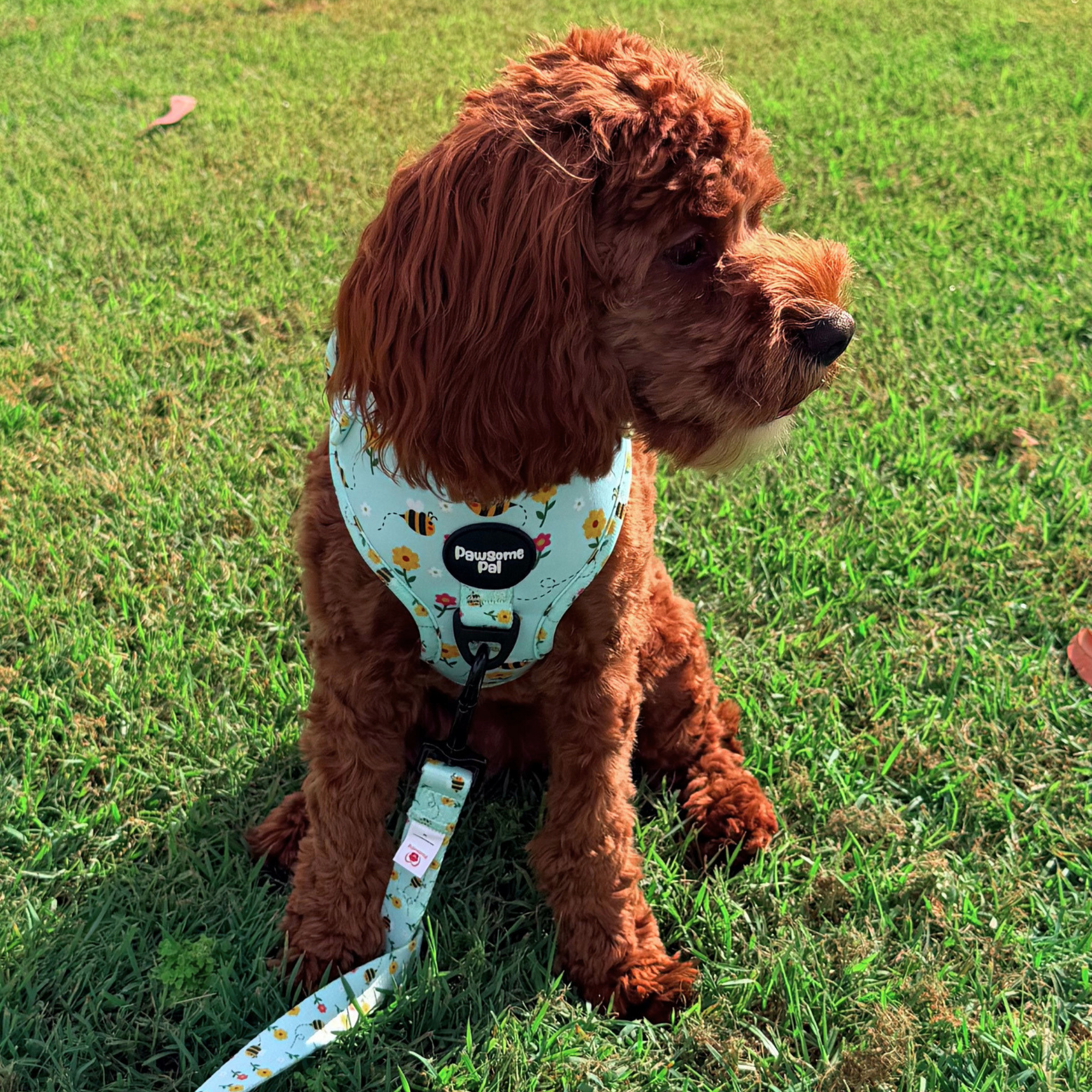 Bee Garden Dog Harness