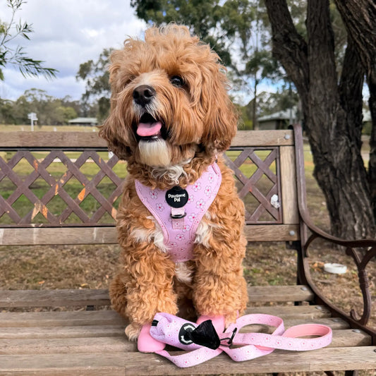 Cherry Blossom Dog Harness