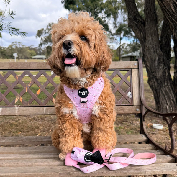 Cherry Blossom Dog Harness