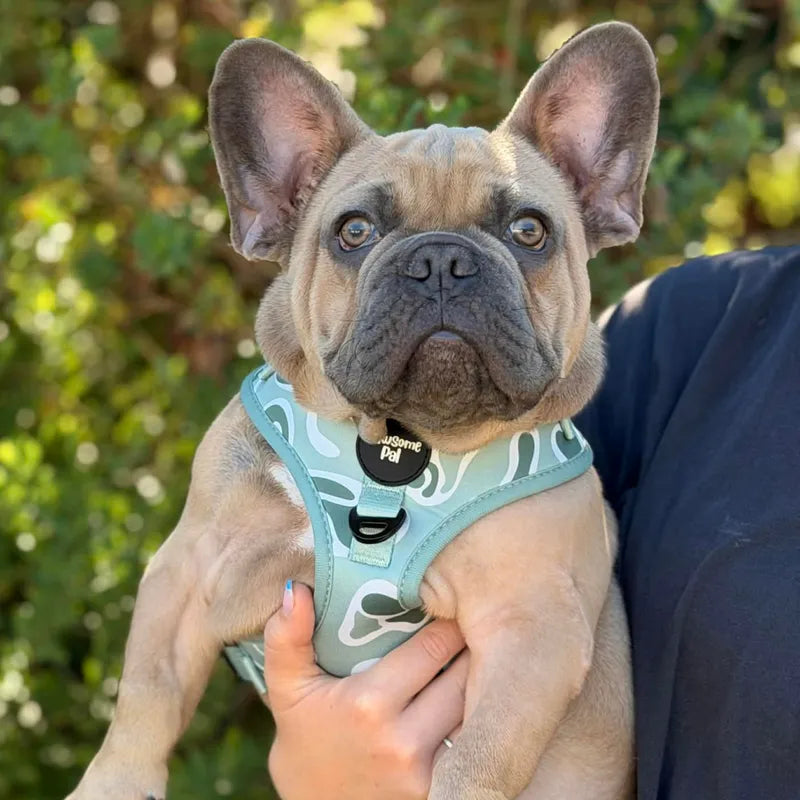 Sage Wave Dog Harness