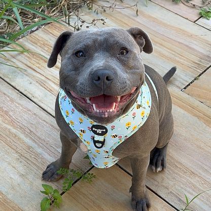 Bee Garden Dog Harness