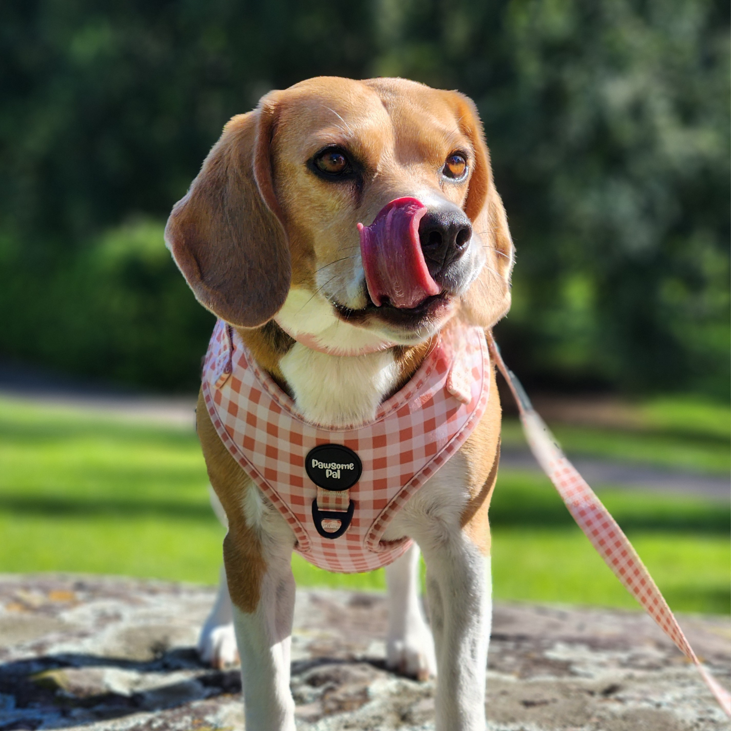 Peach Gingham Dog Harness