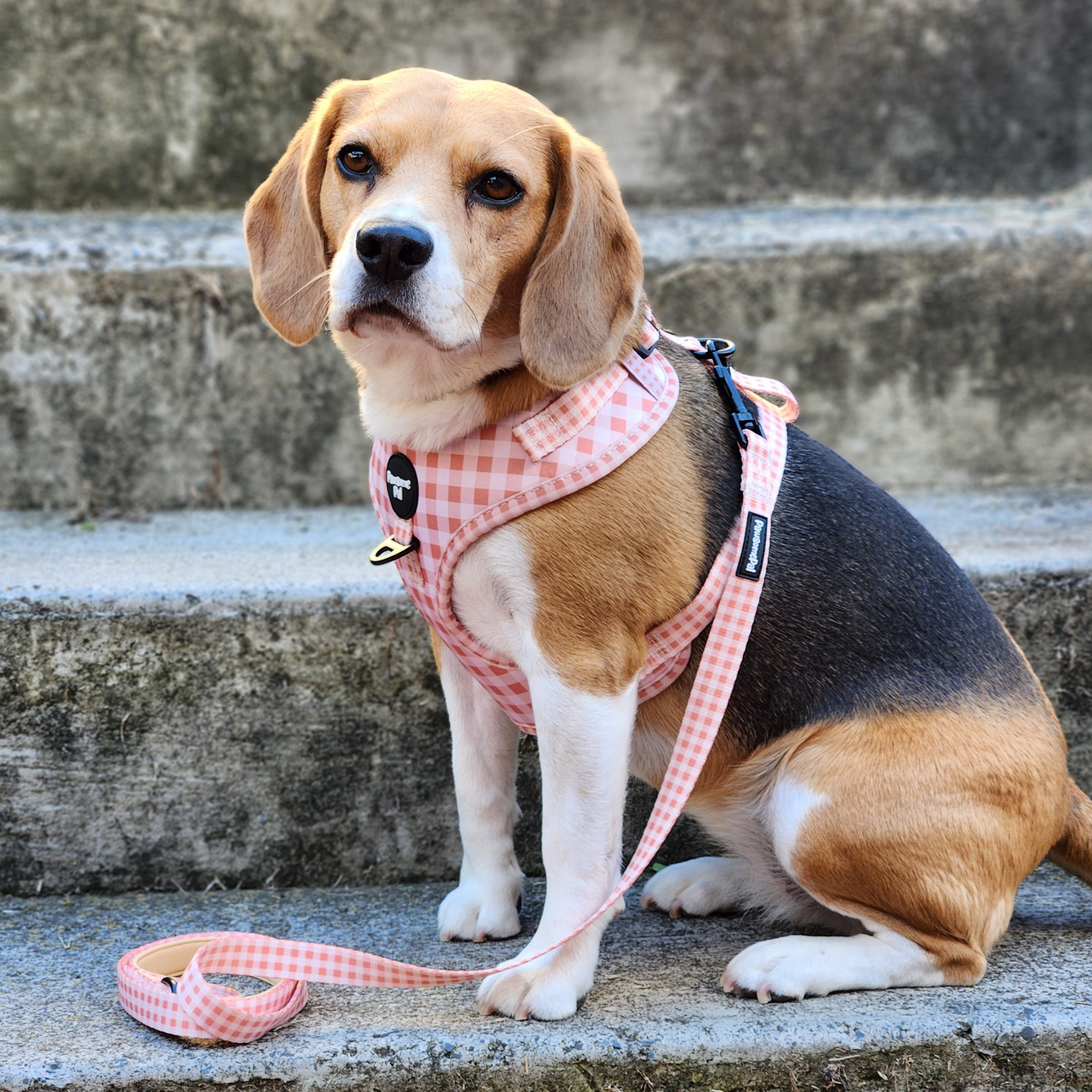 Peach Gingham Dog Harness