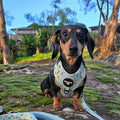 Bee Garden Dog Harness