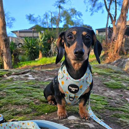 Bee Garden Dog Harness