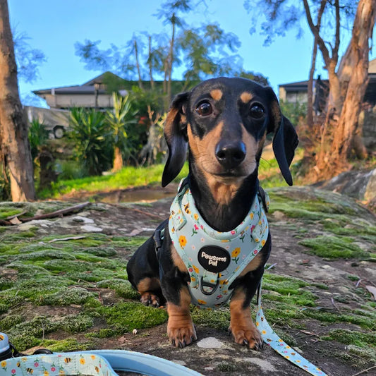 Bee Garden Dog Harness