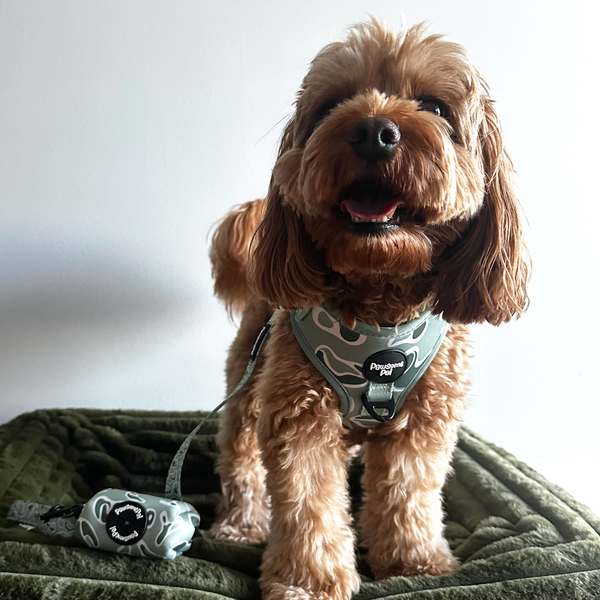 Sage Wave Dog Harness