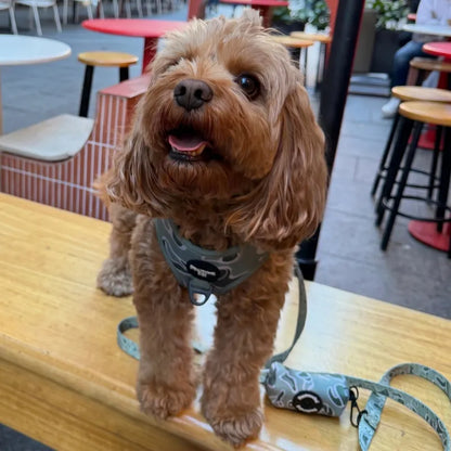Sage Wave Dog Harness