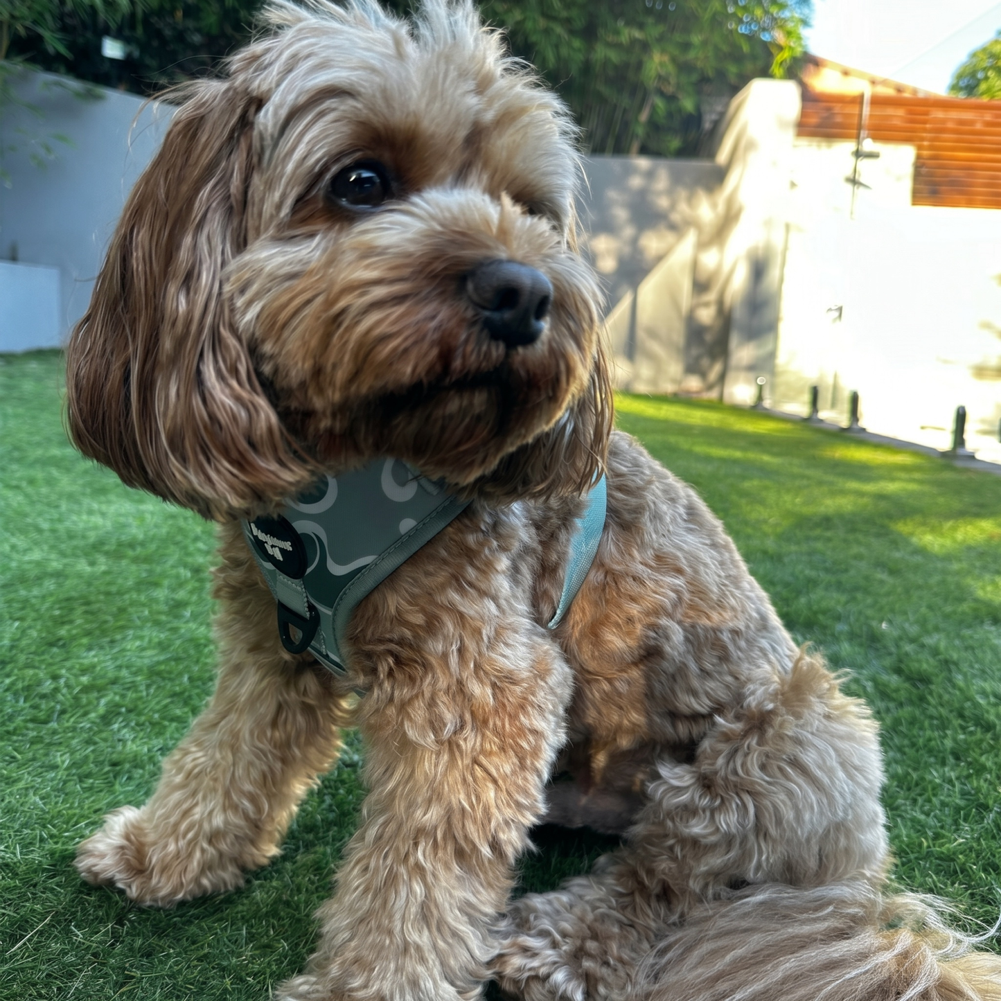 Sage Wave Dog Harness