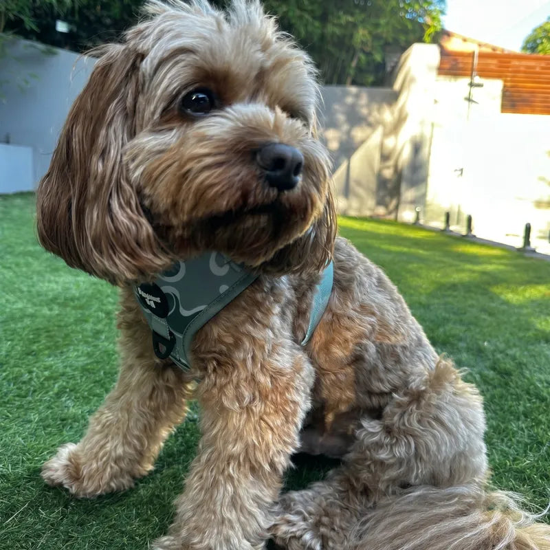 Sage Wave Dog Harness