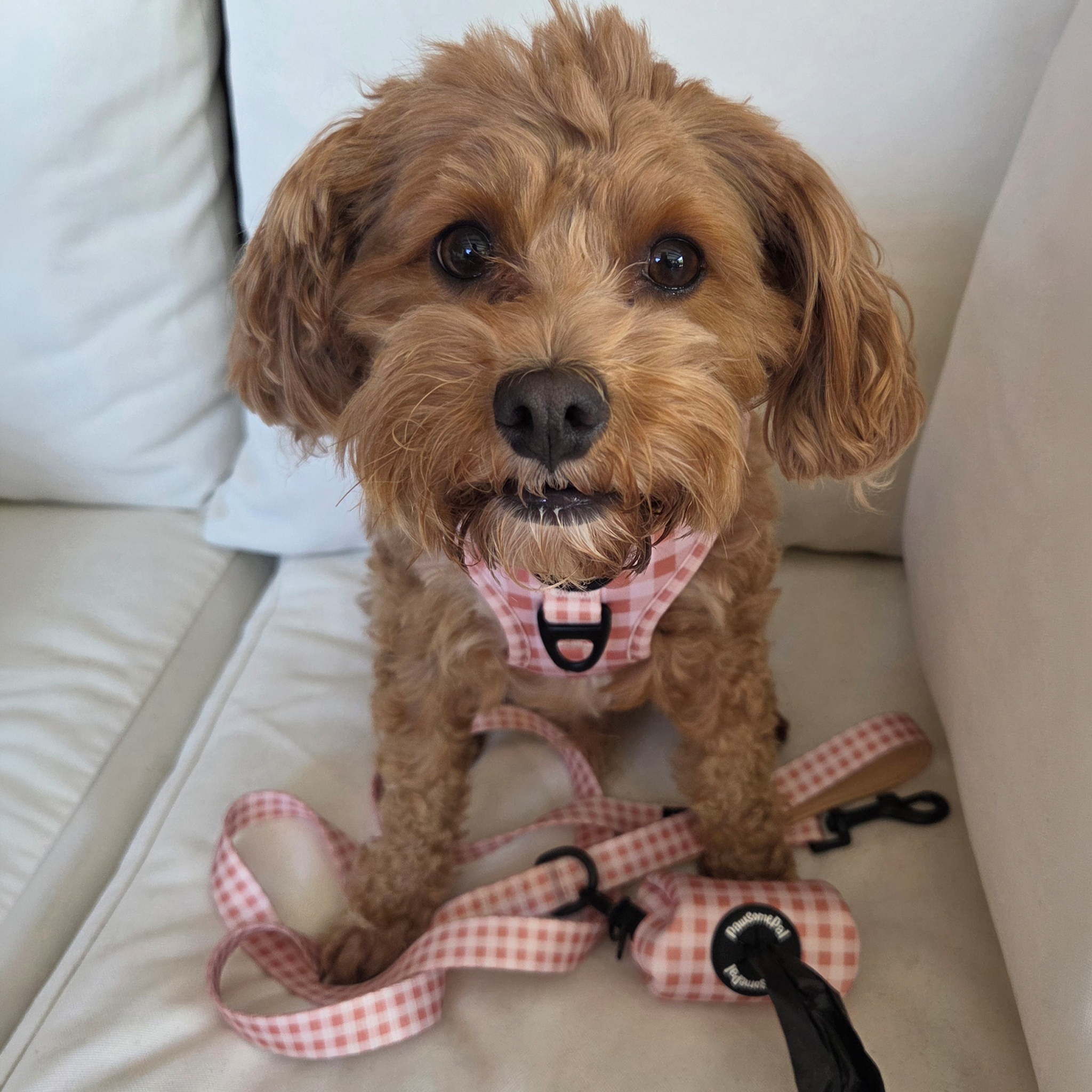 Peach Gingham Dog Harness