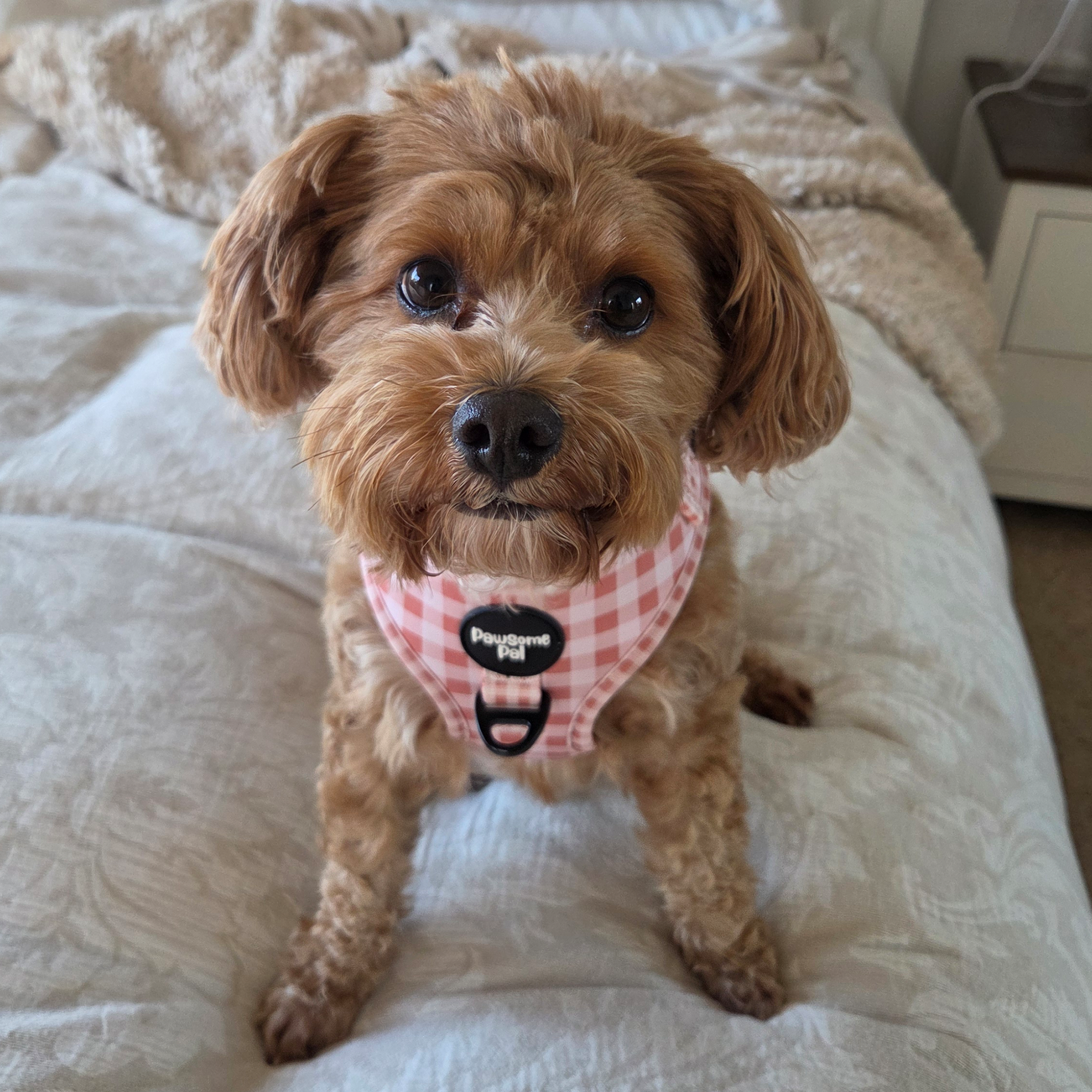 Peach Gingham Dog Harness