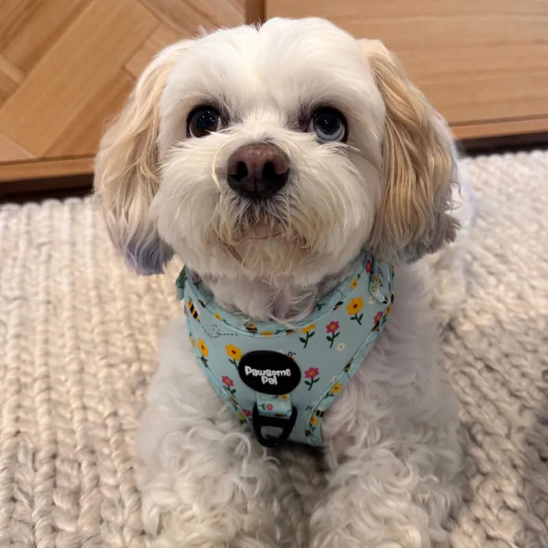 Bee Garden Dog Harness