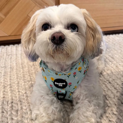 Bee Garden Dog Harness