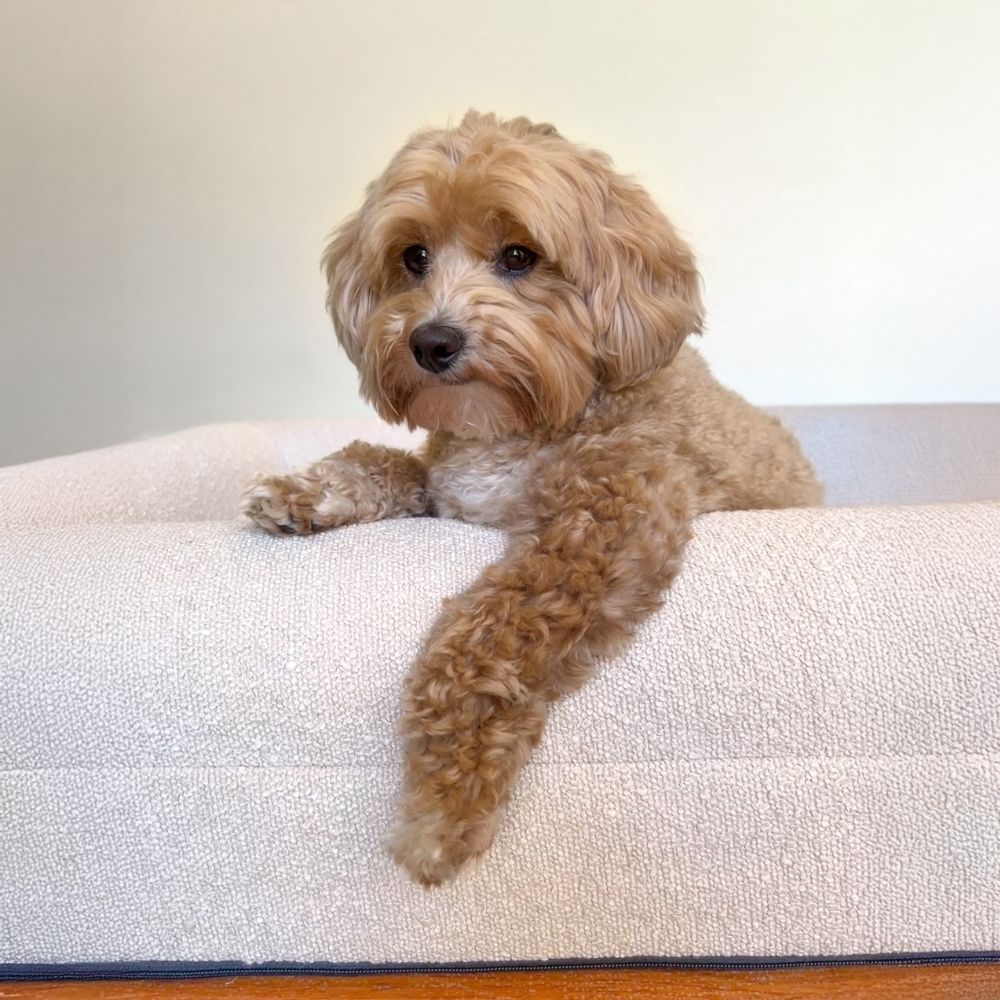 Premium Boucle Dog Bed