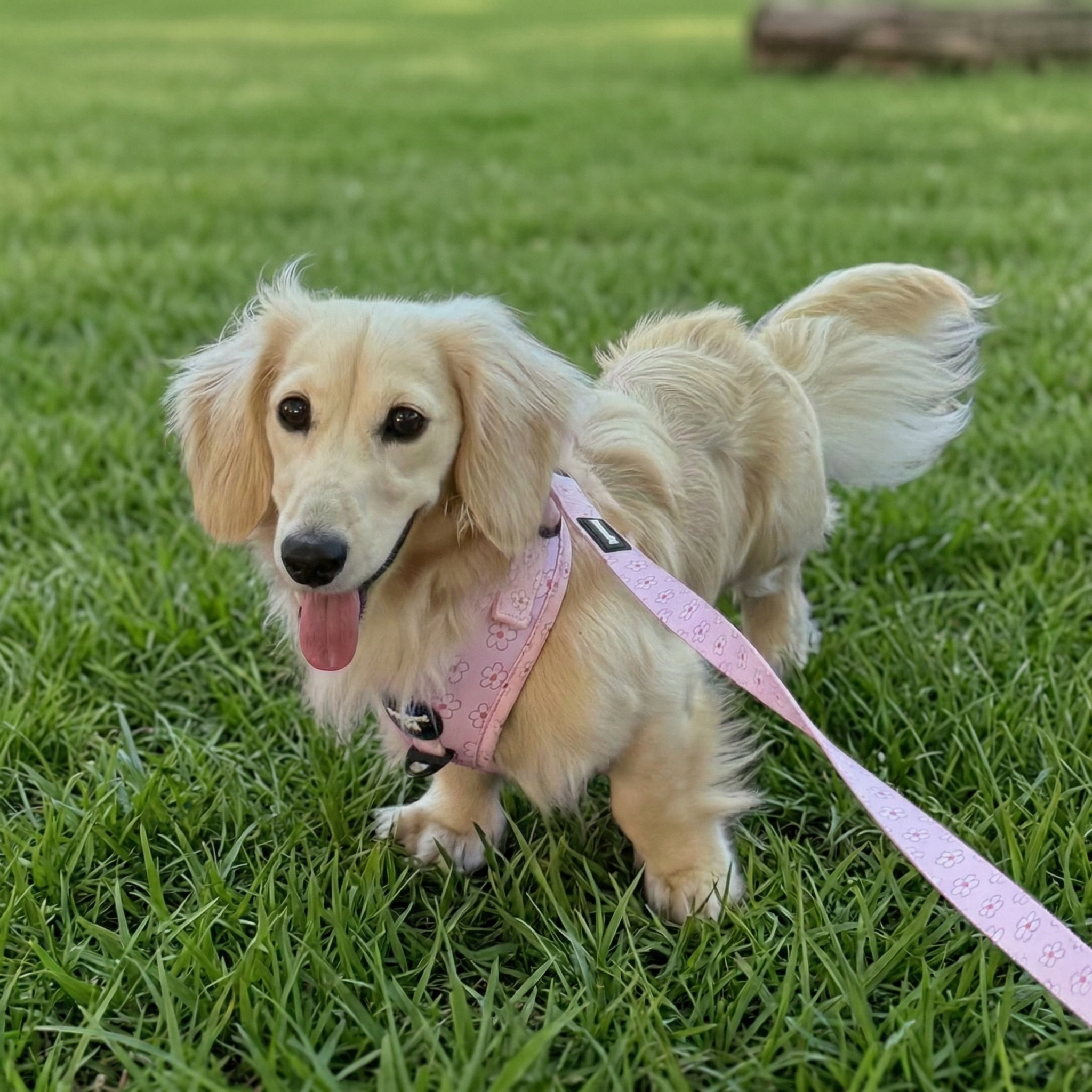 Cherry Blossom Dog Harness