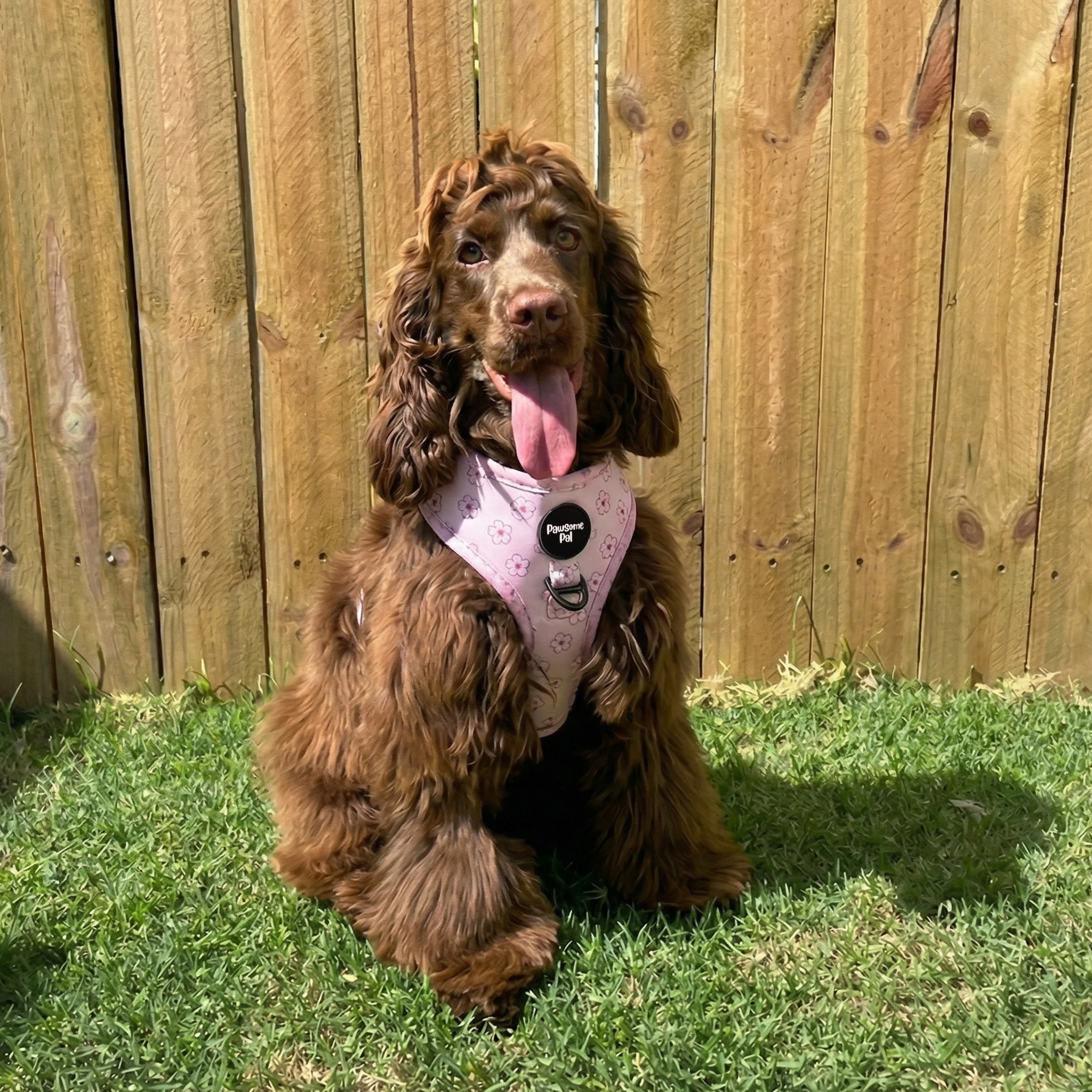 Cherry Blossom Dog Harness