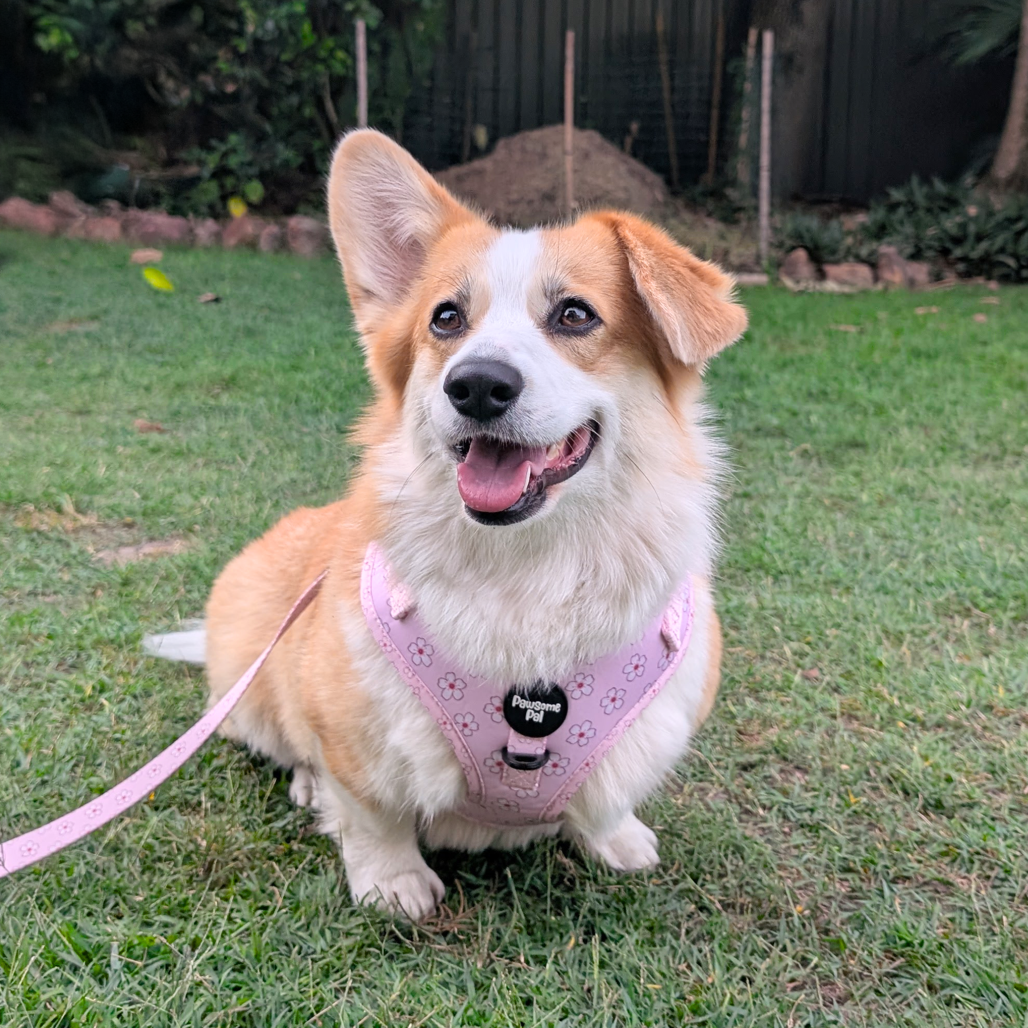 Cherry Blossom Dog Harness