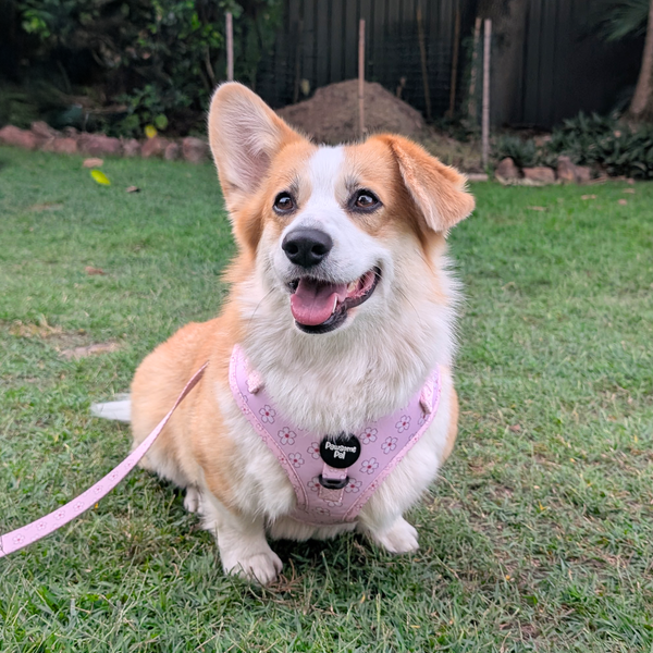 Cherry Blossom Dog Harness