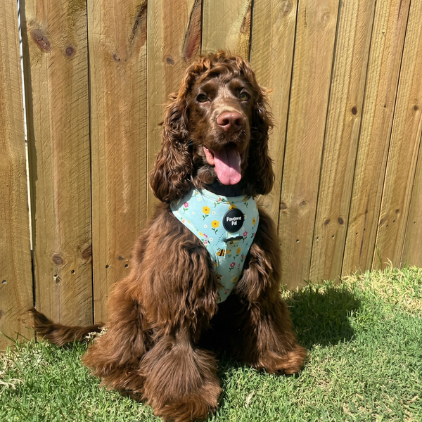 Bee Garden Dog Harness