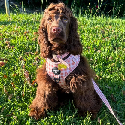 Peach Gingham Dog Harness