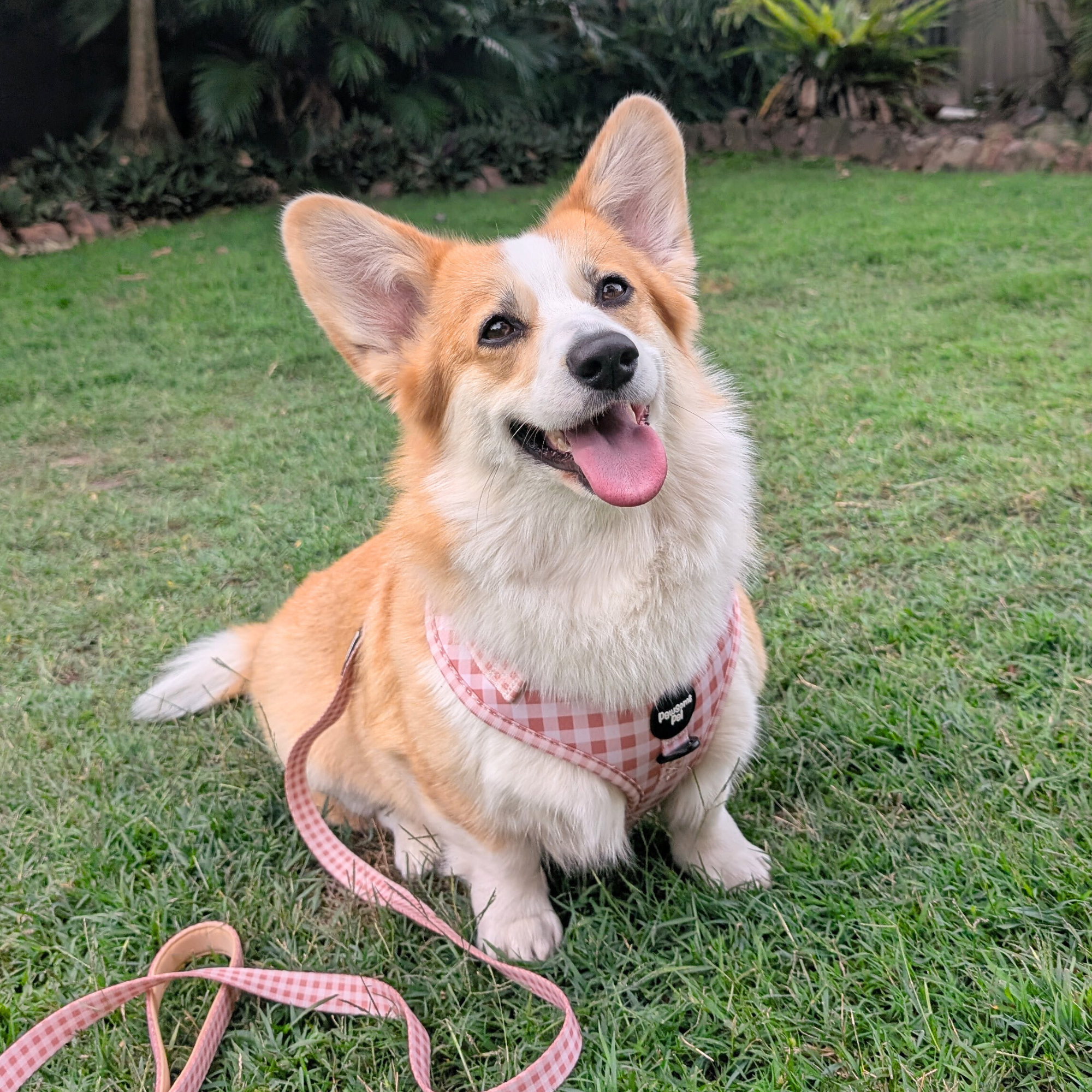 Peach Gingham Dog Harness