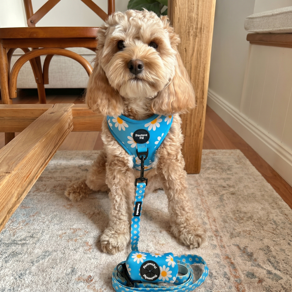 Blue Daisy Dog Harness