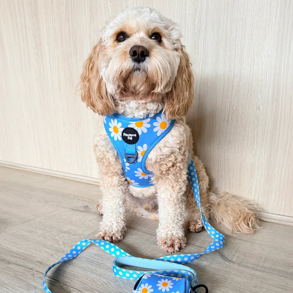Blue Daisy Dog Harness