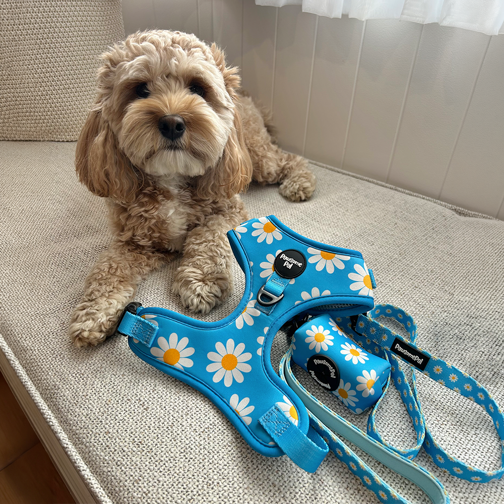 Blue Daisy Dog Harness